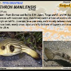 Arothron manilensis - Striped