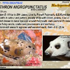 Arothron nigropunctatus - Black