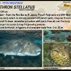 Arothron stellatus - Star puffer
