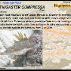 Canthigaster compressa - Fingerprint
