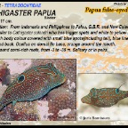 Cathigaster papua - Papua-false