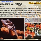 Cathigaster valentini -Black saddled