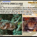 Cyclichthys orbicularis - Orbicular