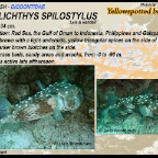 Cyclichthys spilostylus - Yellow