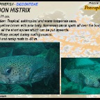 Diodon histrix - Porcupinefish
