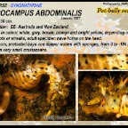 Hippocampus abdominalis - Potbelly seahorse