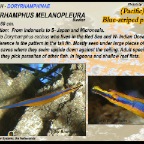 Doryrhamphus melanopleura - Blue striped pipefish