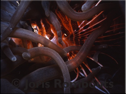 Anemone-info