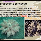 Actinodendron arboreum