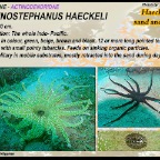 Actinostephanus haeckeli