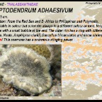 Cryptodendrum adhaesivum