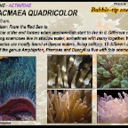 Entacmaea quadricolor