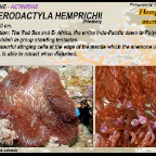 Heterodactyla hemprichii
