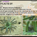 Condylactis sp.