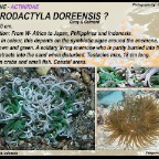 Macrodactyla doreensis