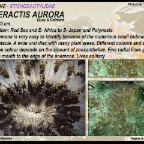 Heteractis aurora