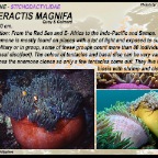 Heteractis magnifica