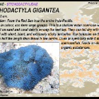 Stichodactyla gigantea