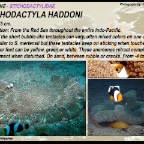 Stichodactyla haddoni