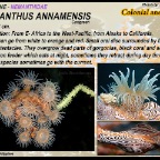 Nemanthus annamensis
