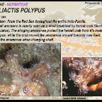 Calliactis polypus