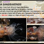 Alicia sansibarensis