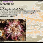 Telmatactis sp.