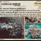 Phyllodiscus semoni