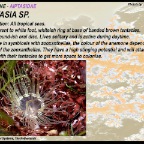 Aiptasia sp.