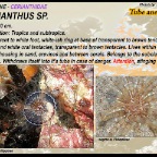 Cerianthus sp.