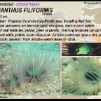 Cerianthus filiformis