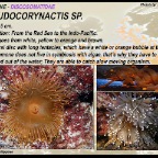 Pseudocorynactis sp.