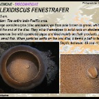 Amplexidiscus fenestrafer