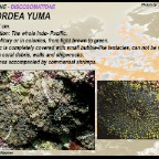 Ricordea yuma