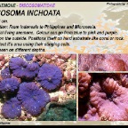 Discosoma inchoata