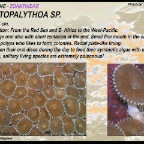 Protopalythoa sp.