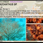 Parazoanthus sp..