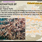 Parazoanthus sp.
