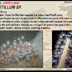 Veretillum sp.