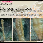 Virgularia sp..