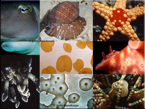 Invertebrates-info.