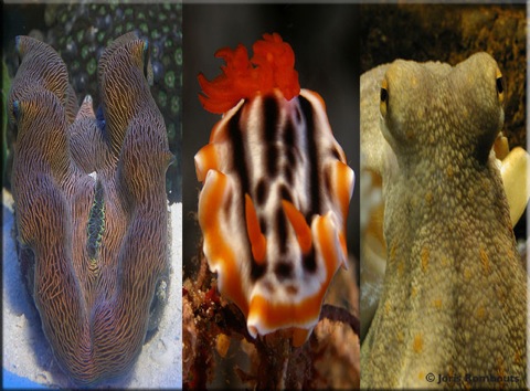 Mollusc-info.