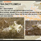 Aplysia dactylomela