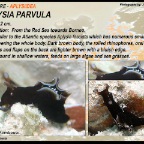 Aplysia parvula