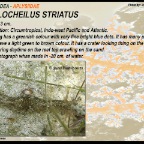 Stylocheilus striatus