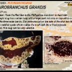 Pleurobranchus grandis