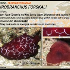 Pleurobranchus forskali