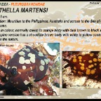 Berthella martensi