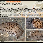 Euselenops luniceps