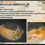 Umbraculum umbraculum